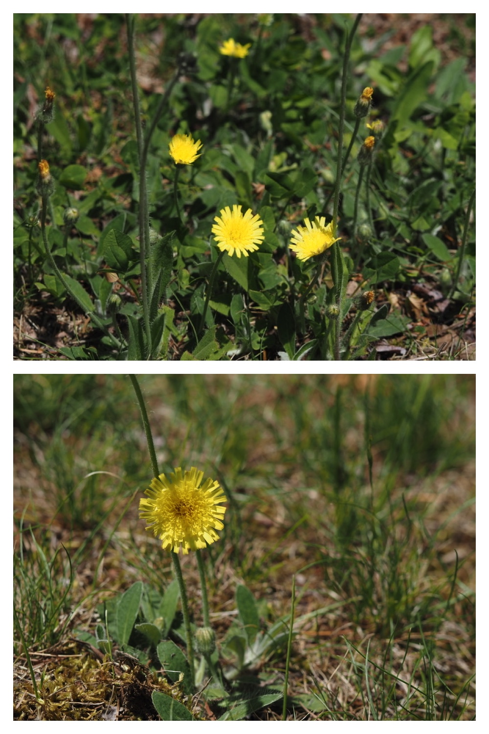 250609_Flowers_3