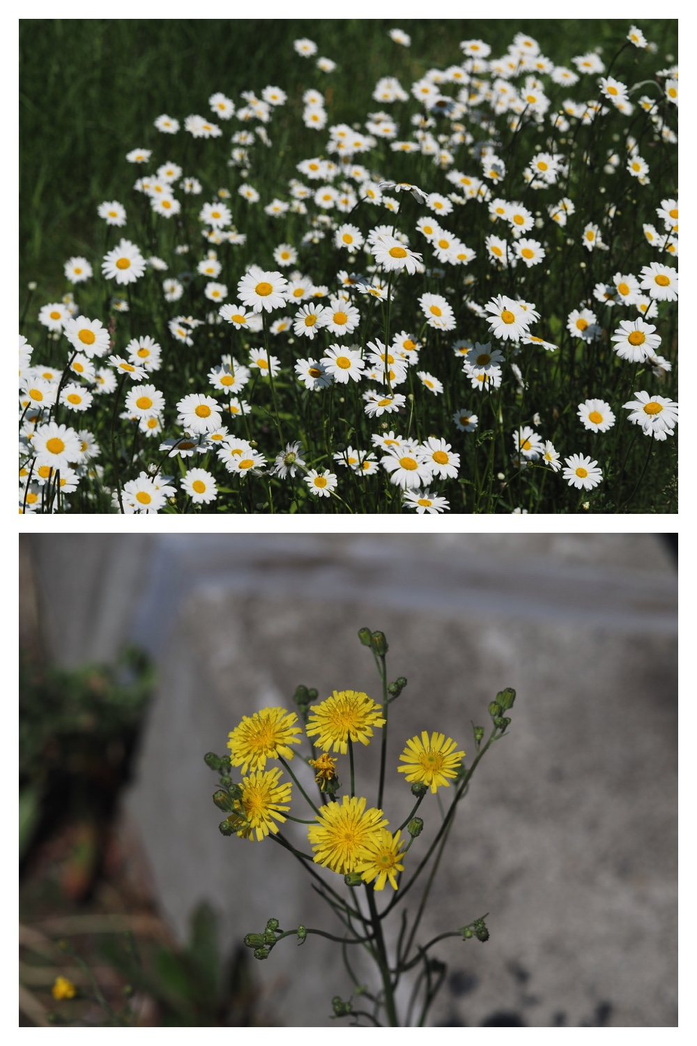 250609_Flowers_4
