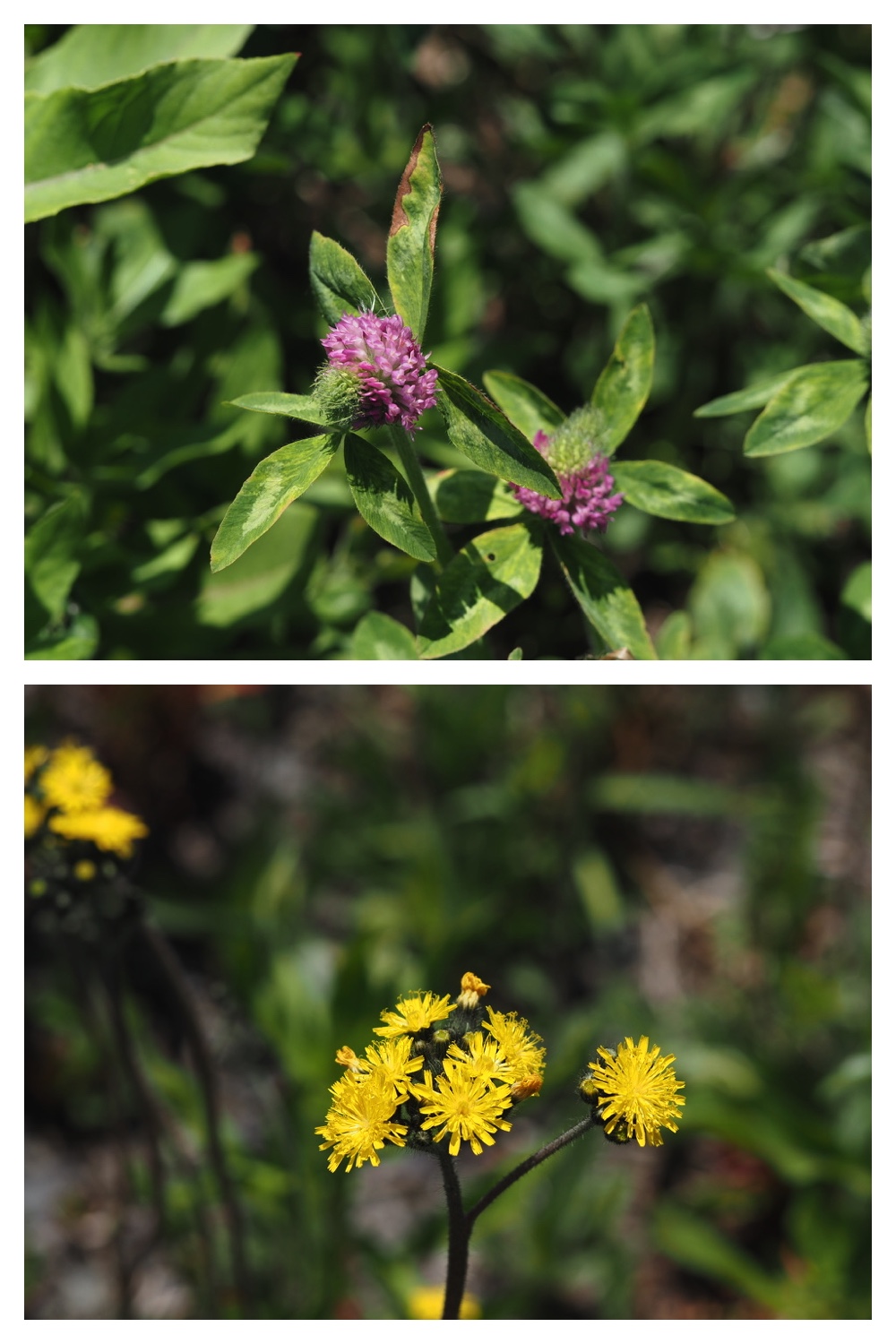 250609_Flowers_5