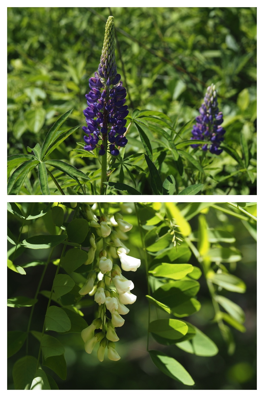 250609_Flowers_6