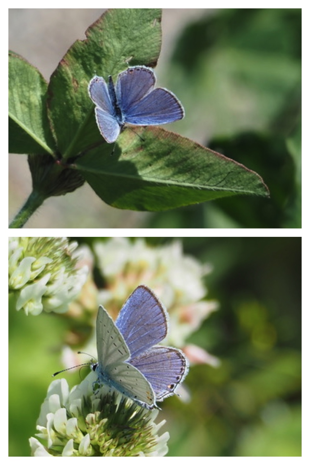 250609_Flowers_8