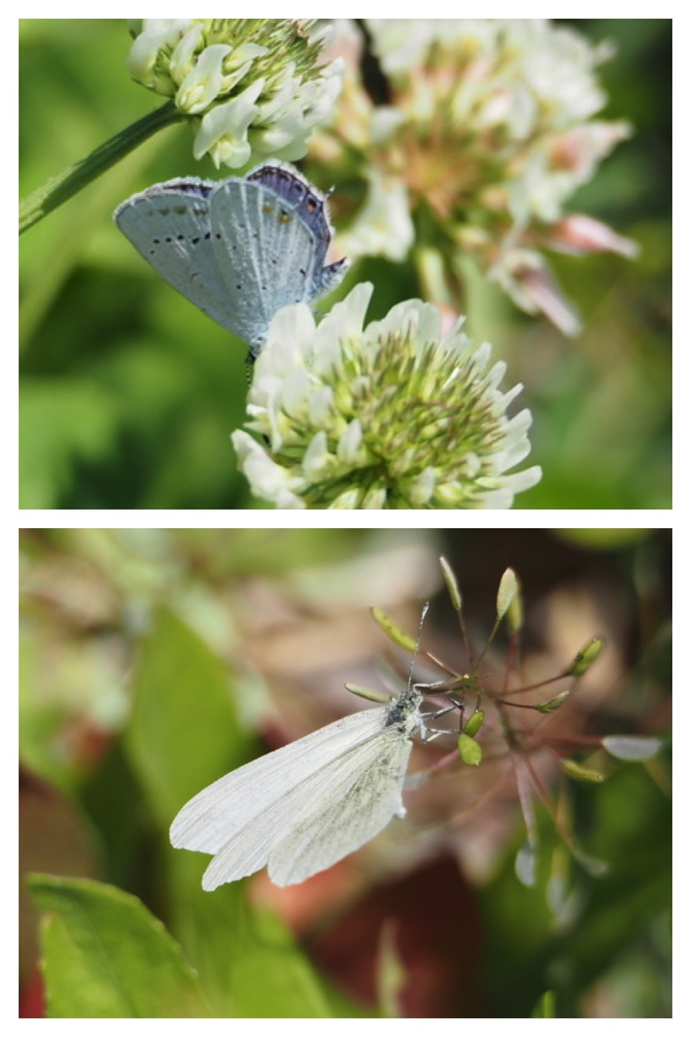 250609_Flowers_9
