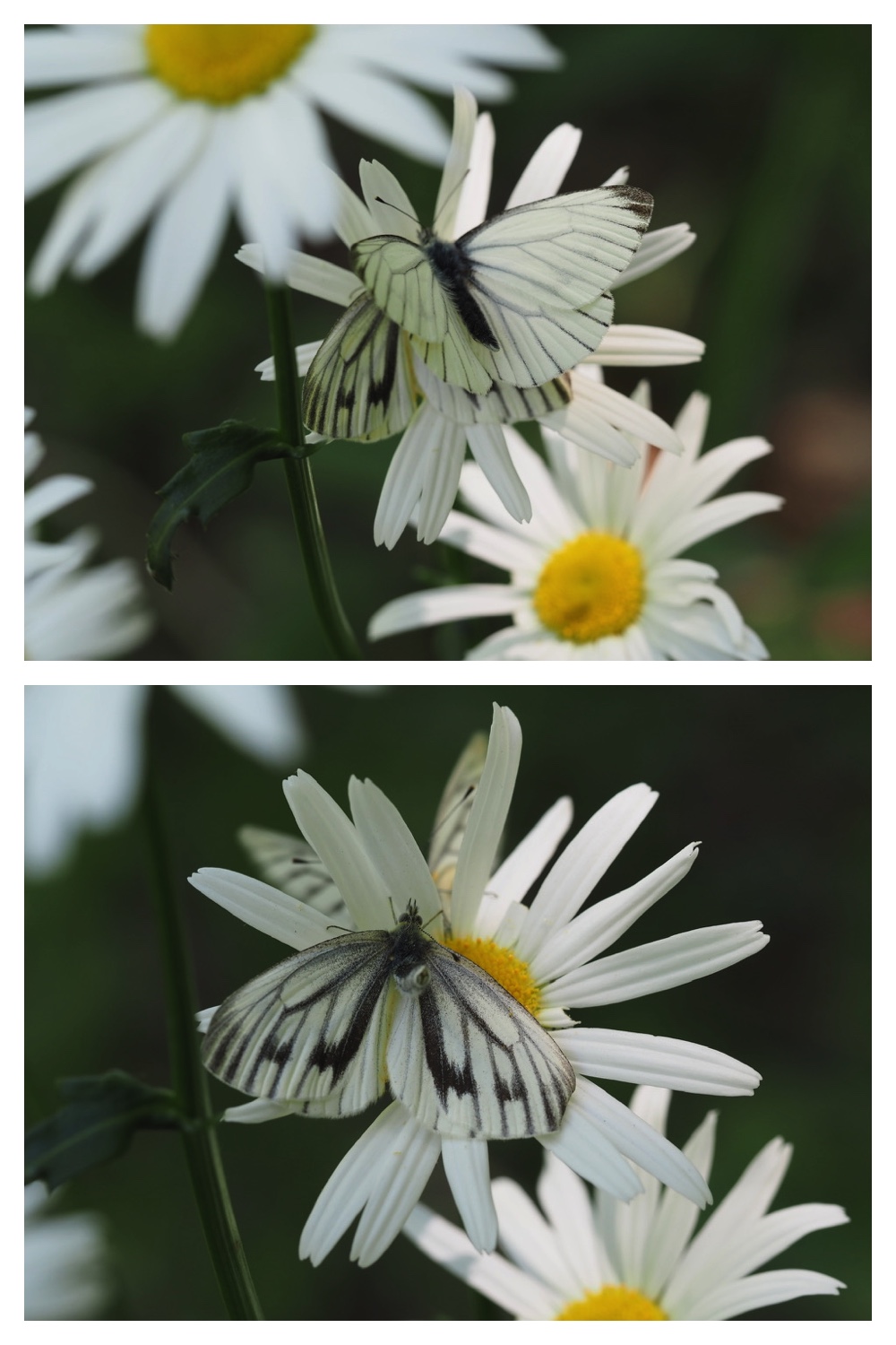 250610_Tokachigaoka_11