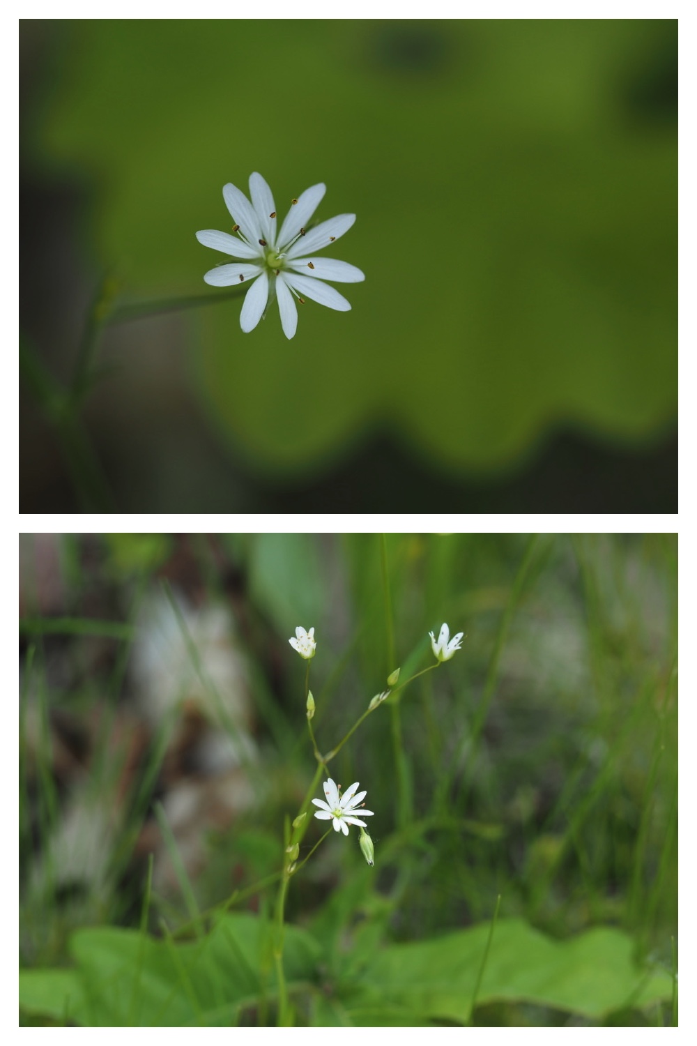 250610_Tokachigaoka_13