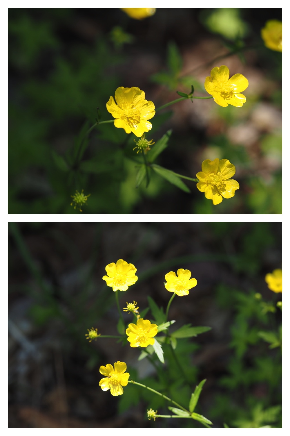 250610_Tokachigaoka_14