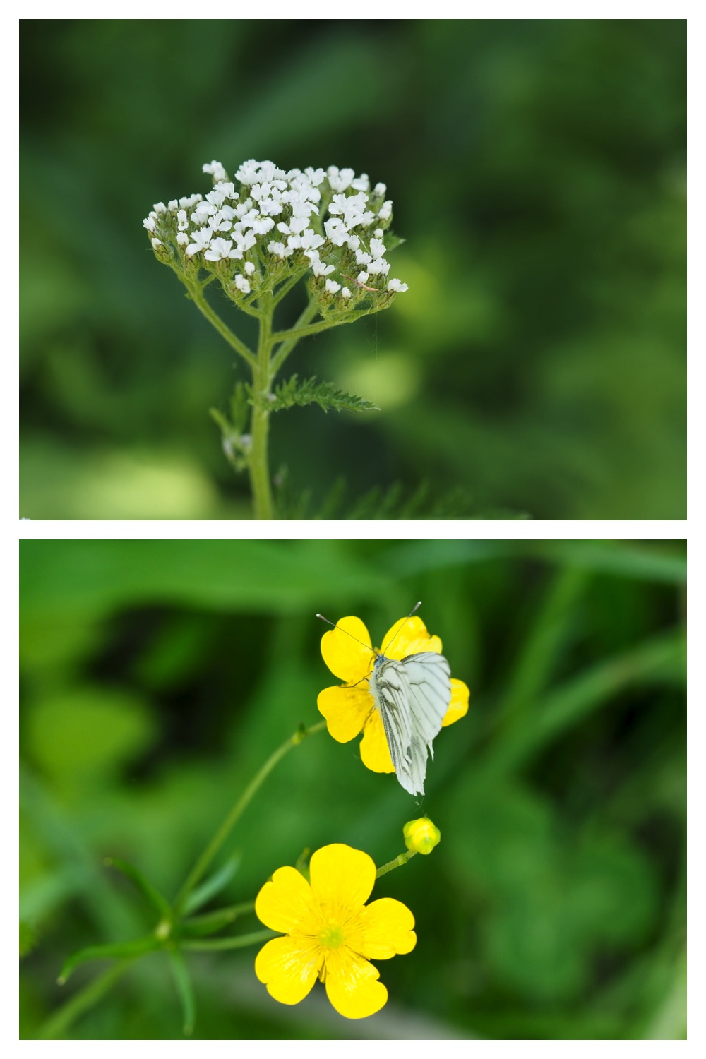 250610_Tokachigaoka_22