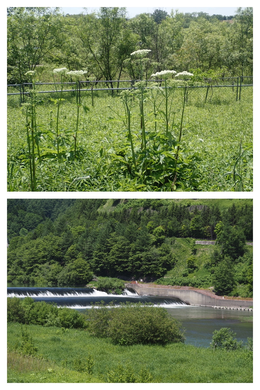 250610_Tokachigaoka_7