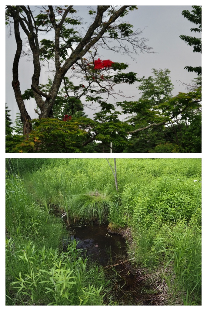 250613_Obimori_4