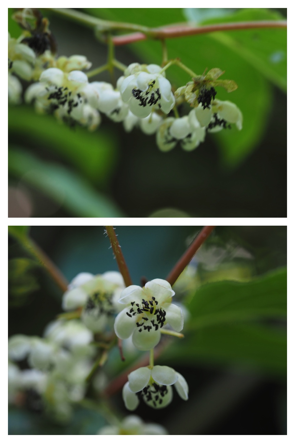 250624_Yasouen_18