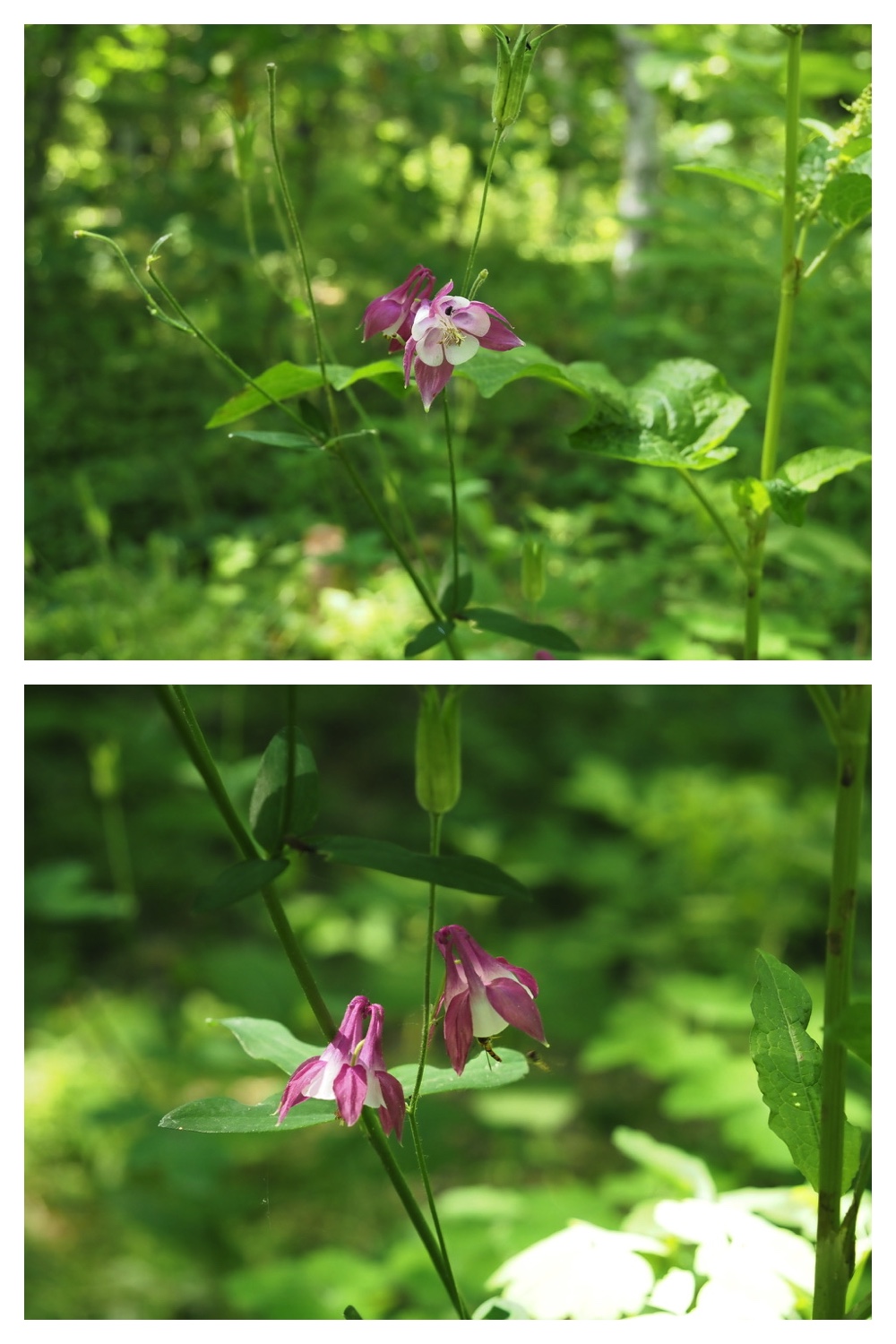 250628_Obimori_2