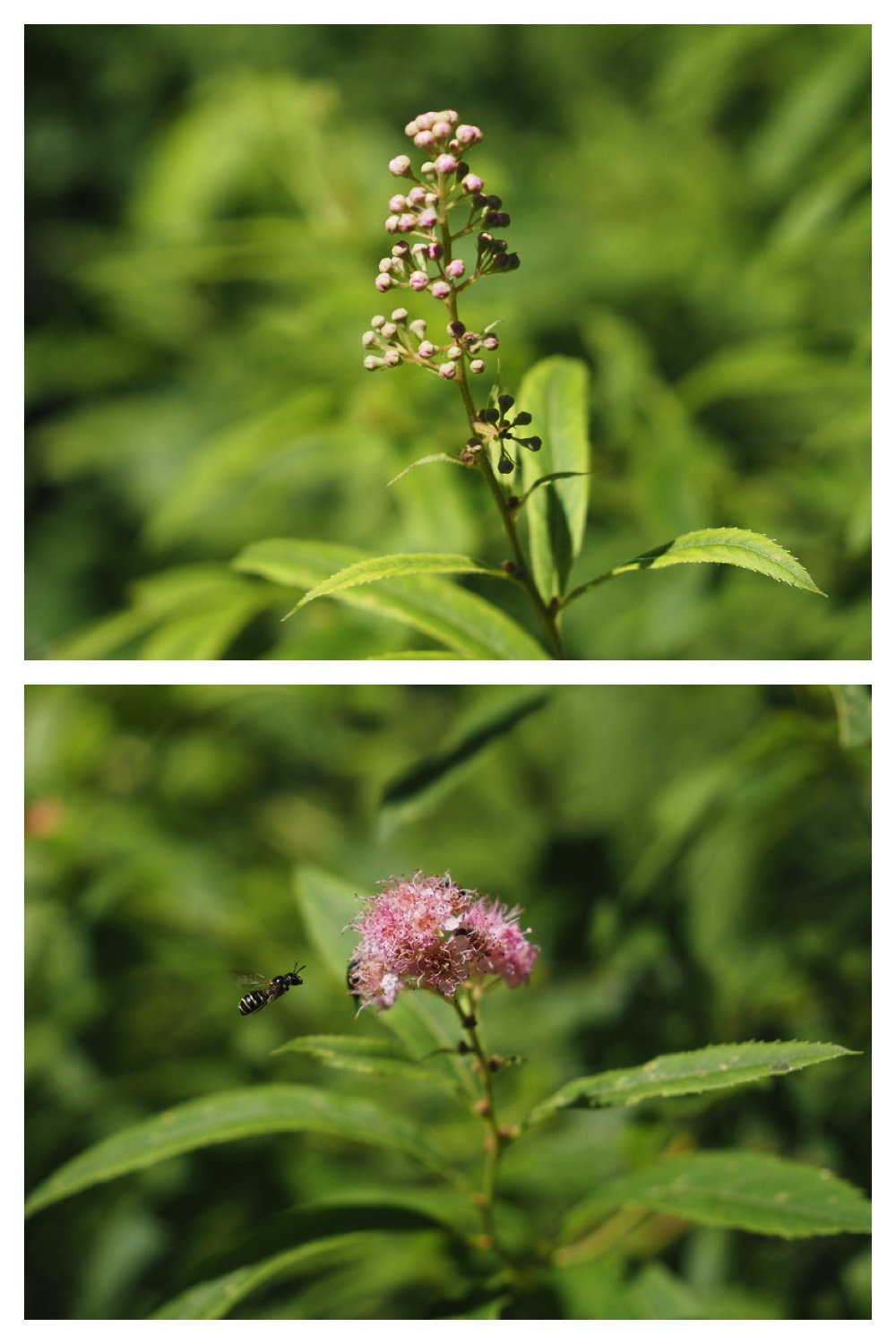 250628_Obimori_5