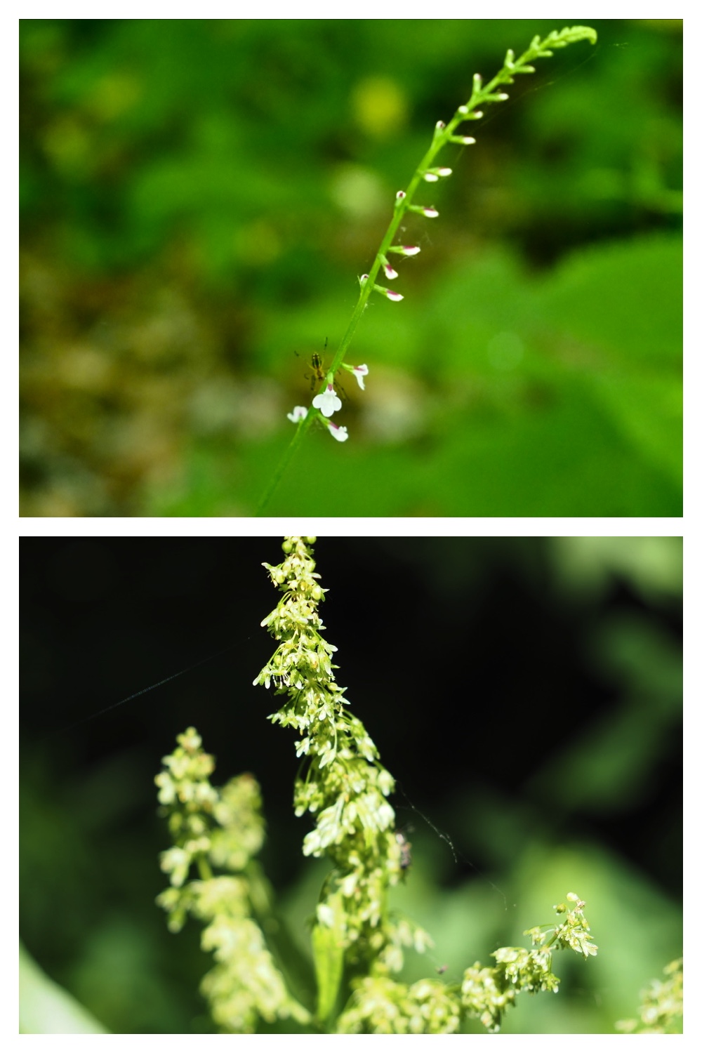 250628_Obimori_6