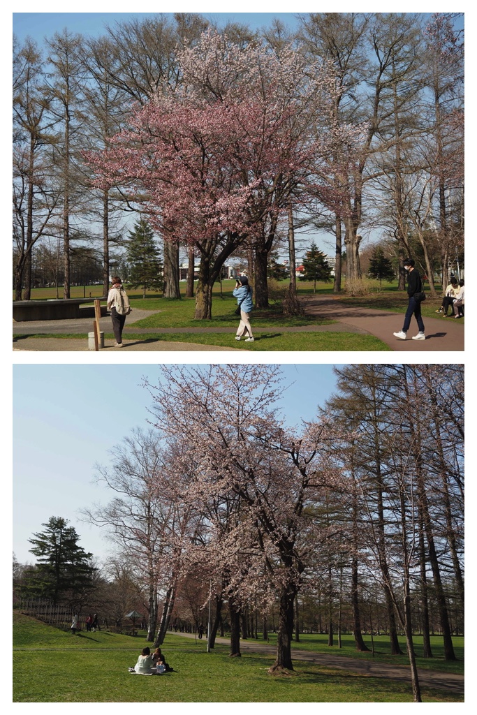 250501_Midorigaoka_4