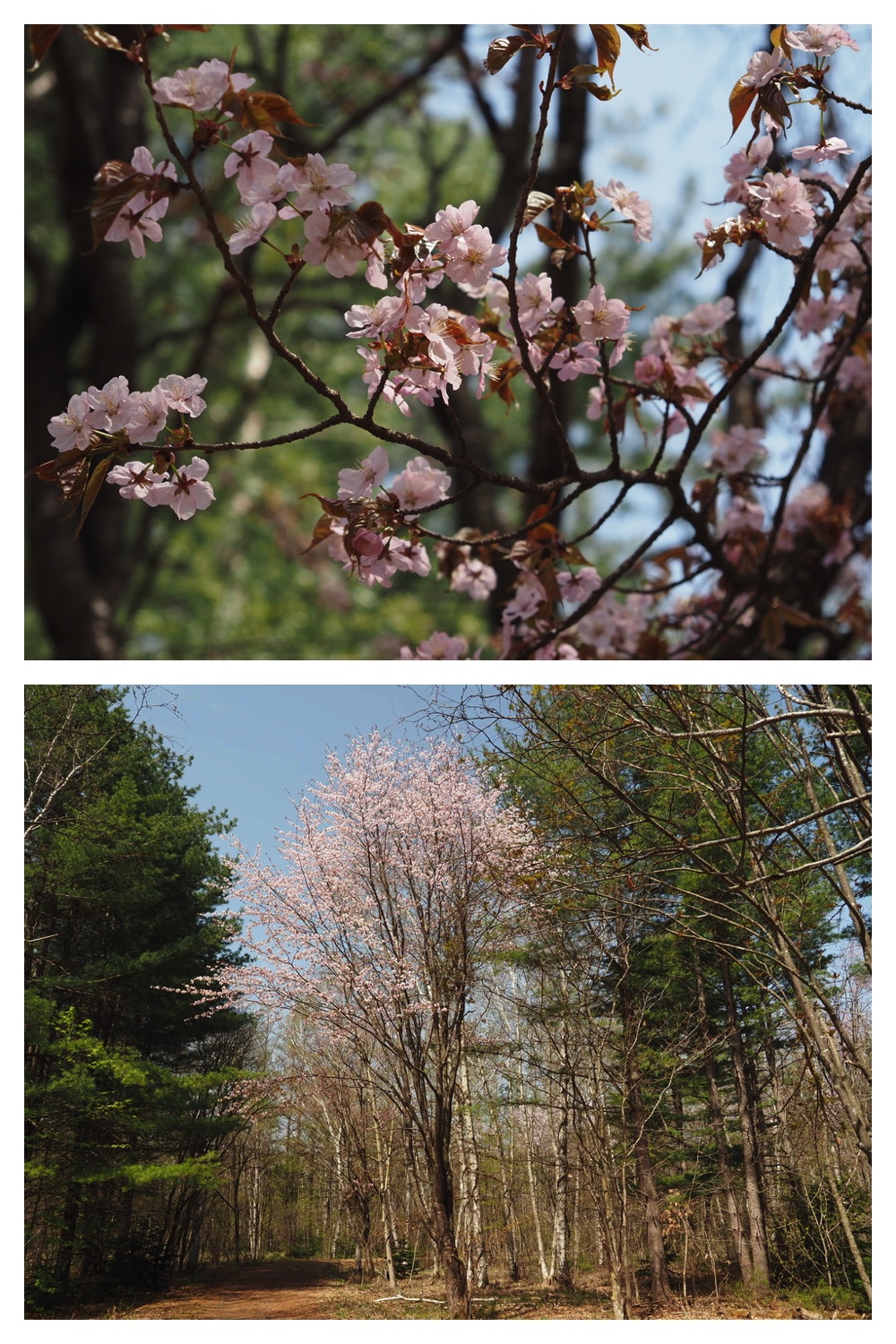 250506_Chou_4