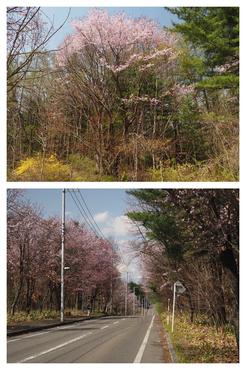 250506_Chou_6