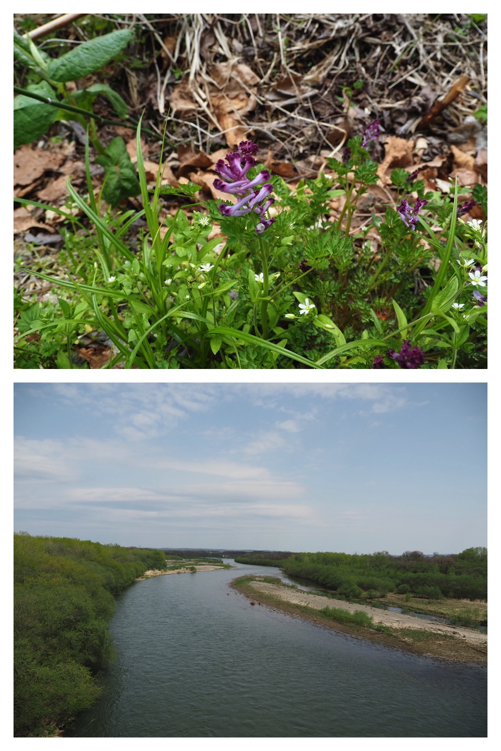250509_Kunimiyama_19