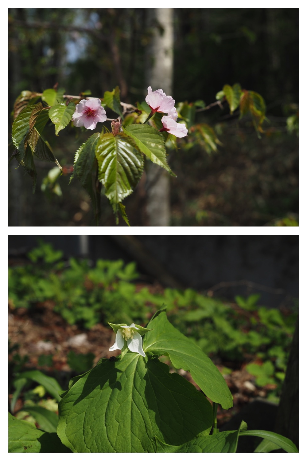 250509_Kunimiyama_8