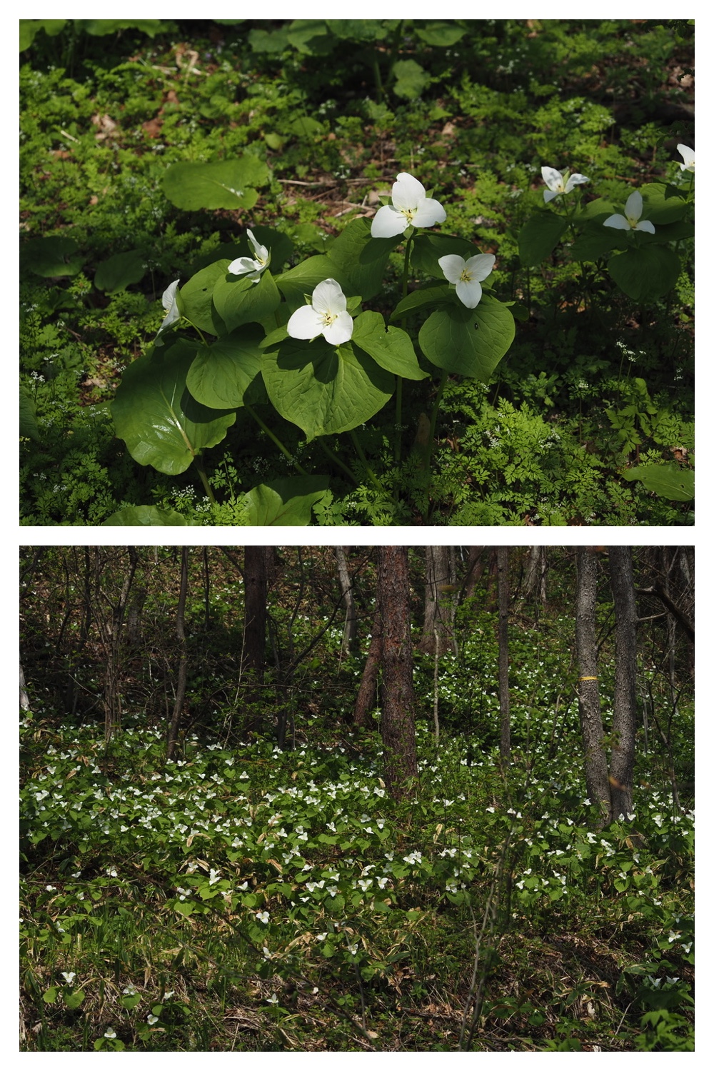 250509_Kunimiyama_9