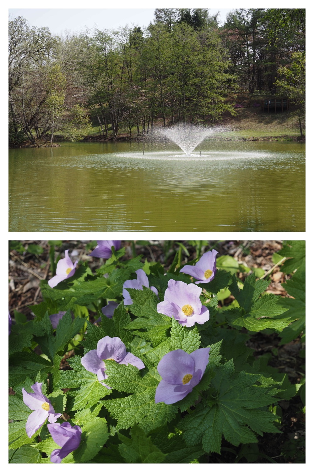 250509_Midorigaoka_1