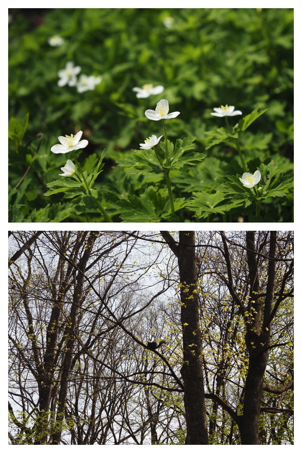 250509_Midorigaoka_2