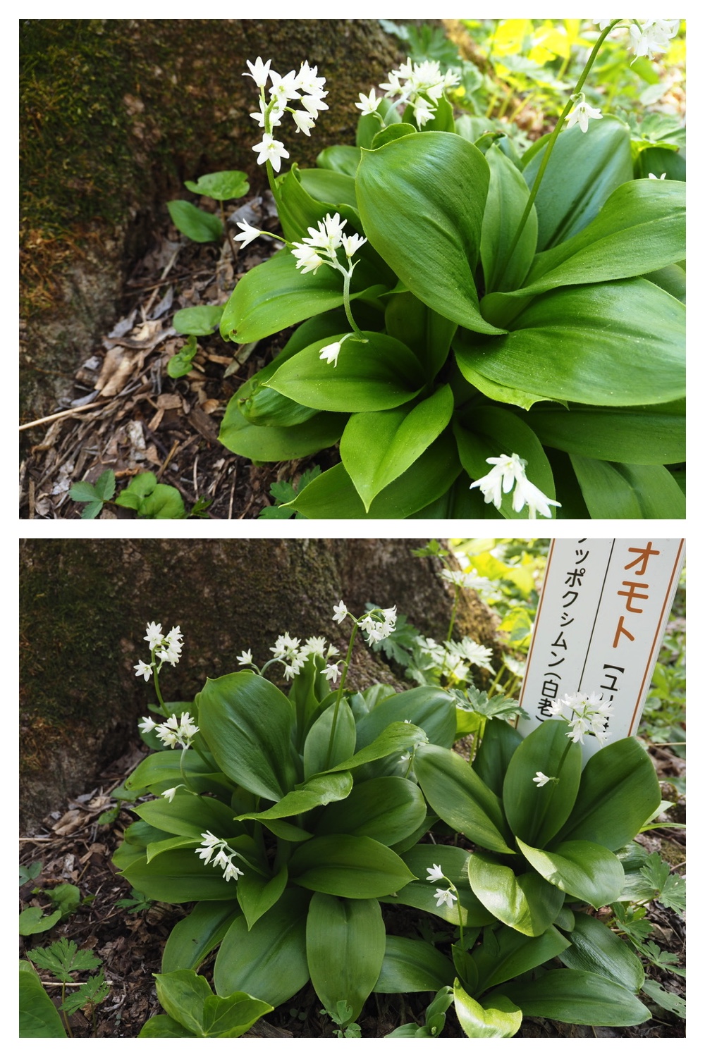 250509_Midorigaoka_5
