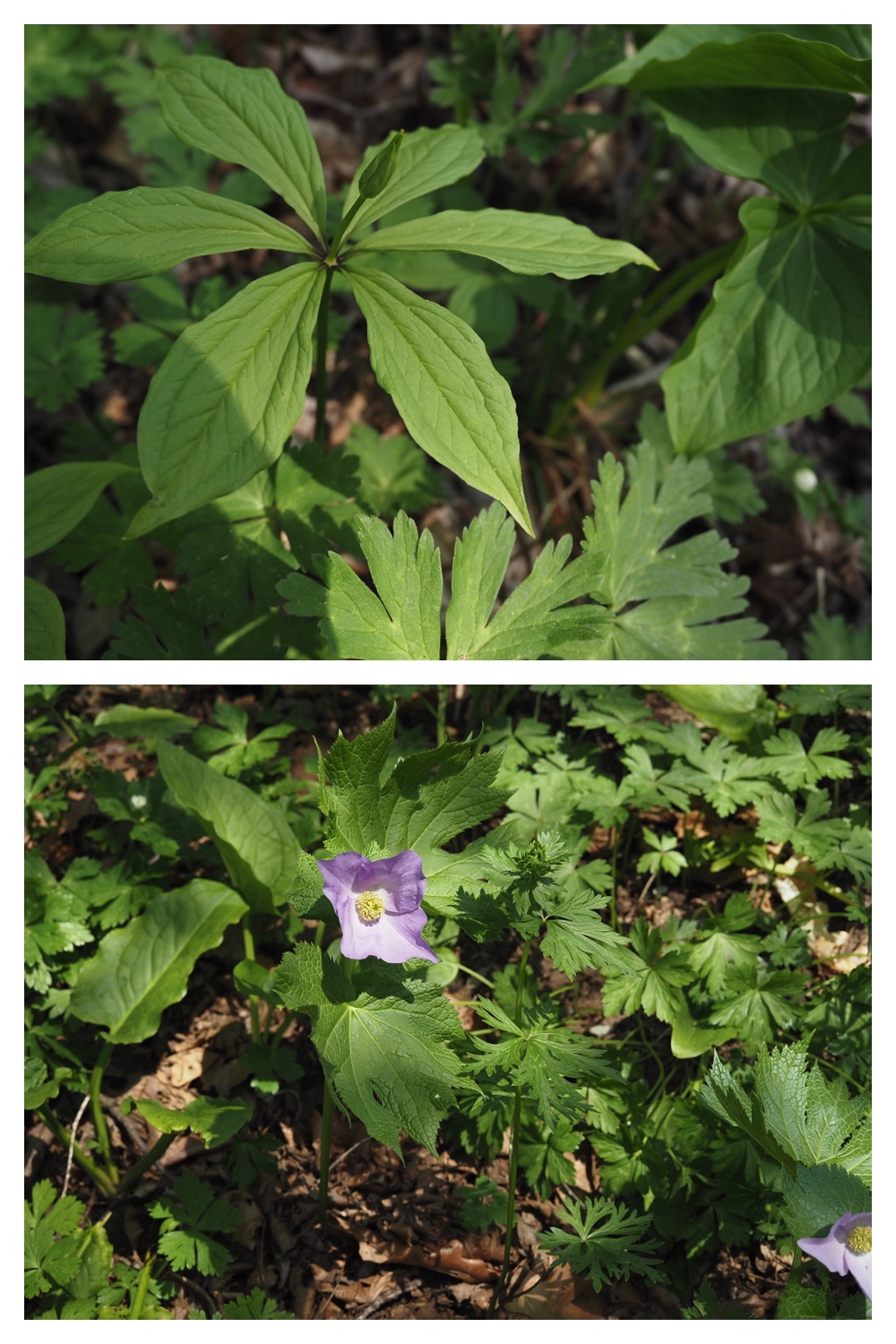 250509_Midorigaoka_6