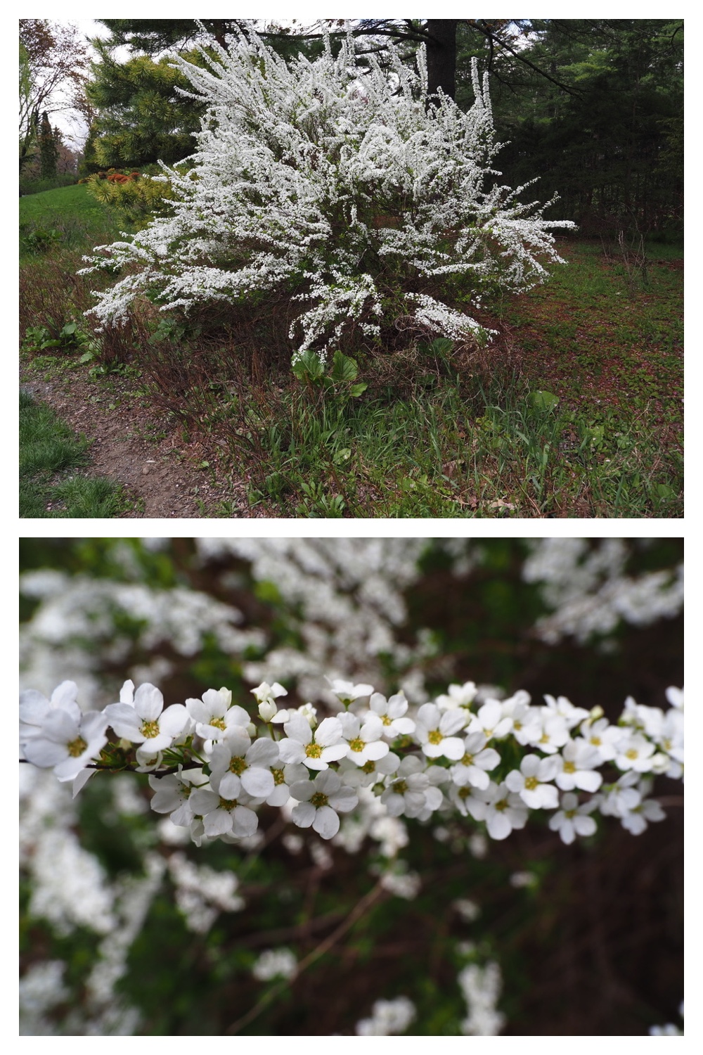 250511_Manabeteien_6