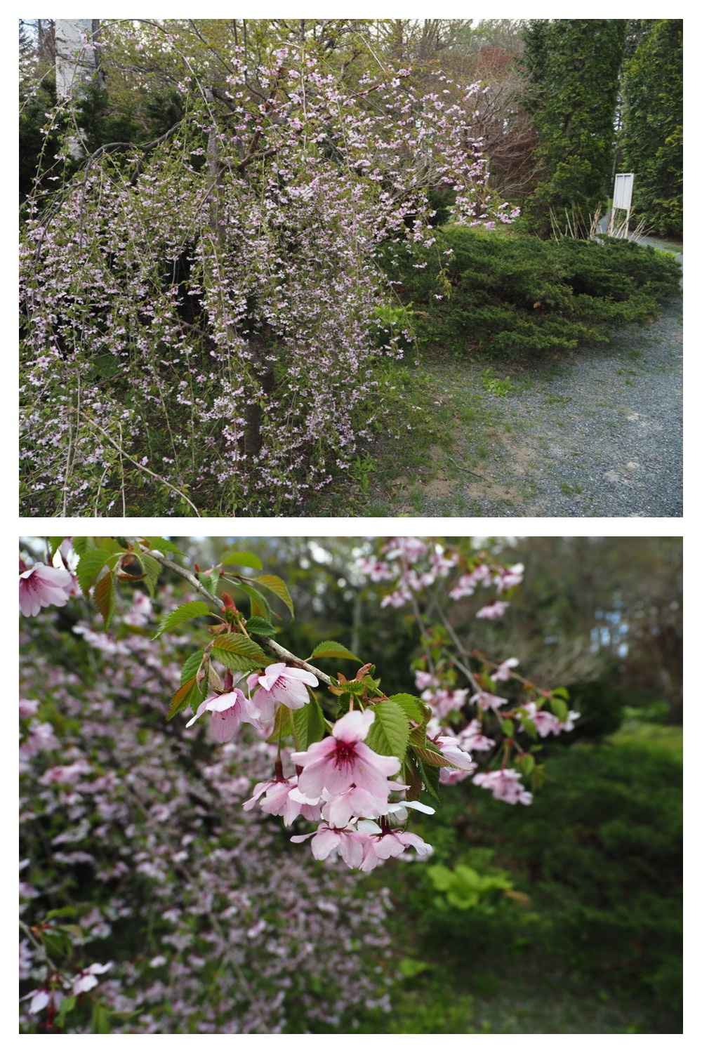 250511_Manabeteien_8