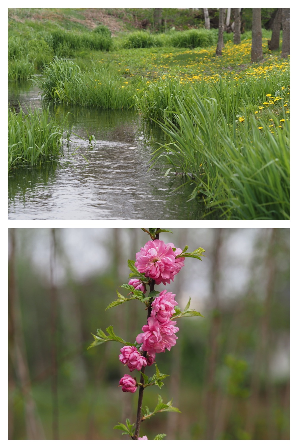 250513_Sakurasumire_24