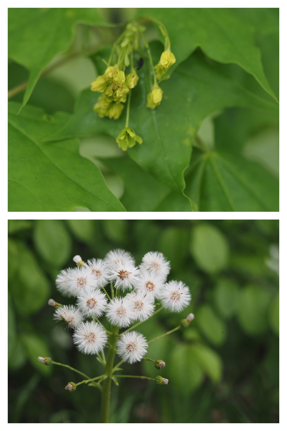 250518_Ezorisunokai_24