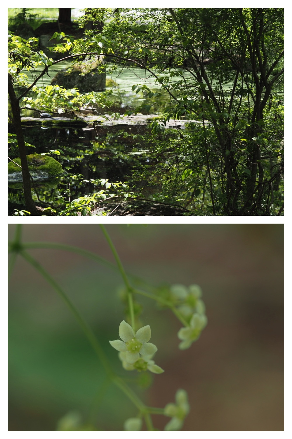 250523_Obihiro-jinja_2