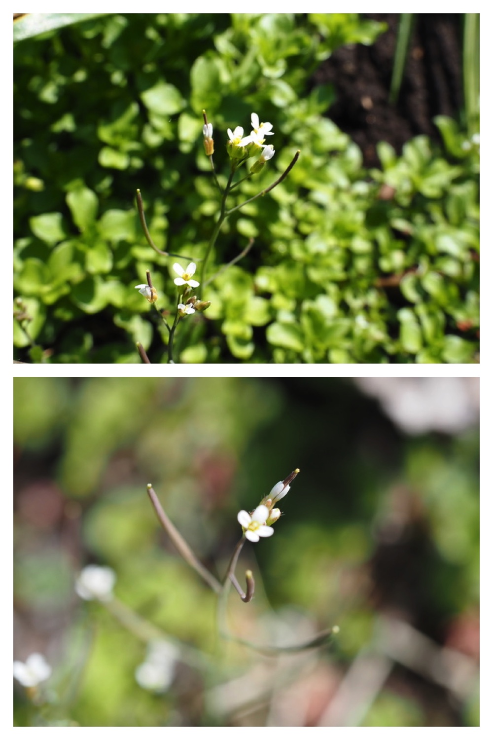 250527_Usubenitsumekusa_2