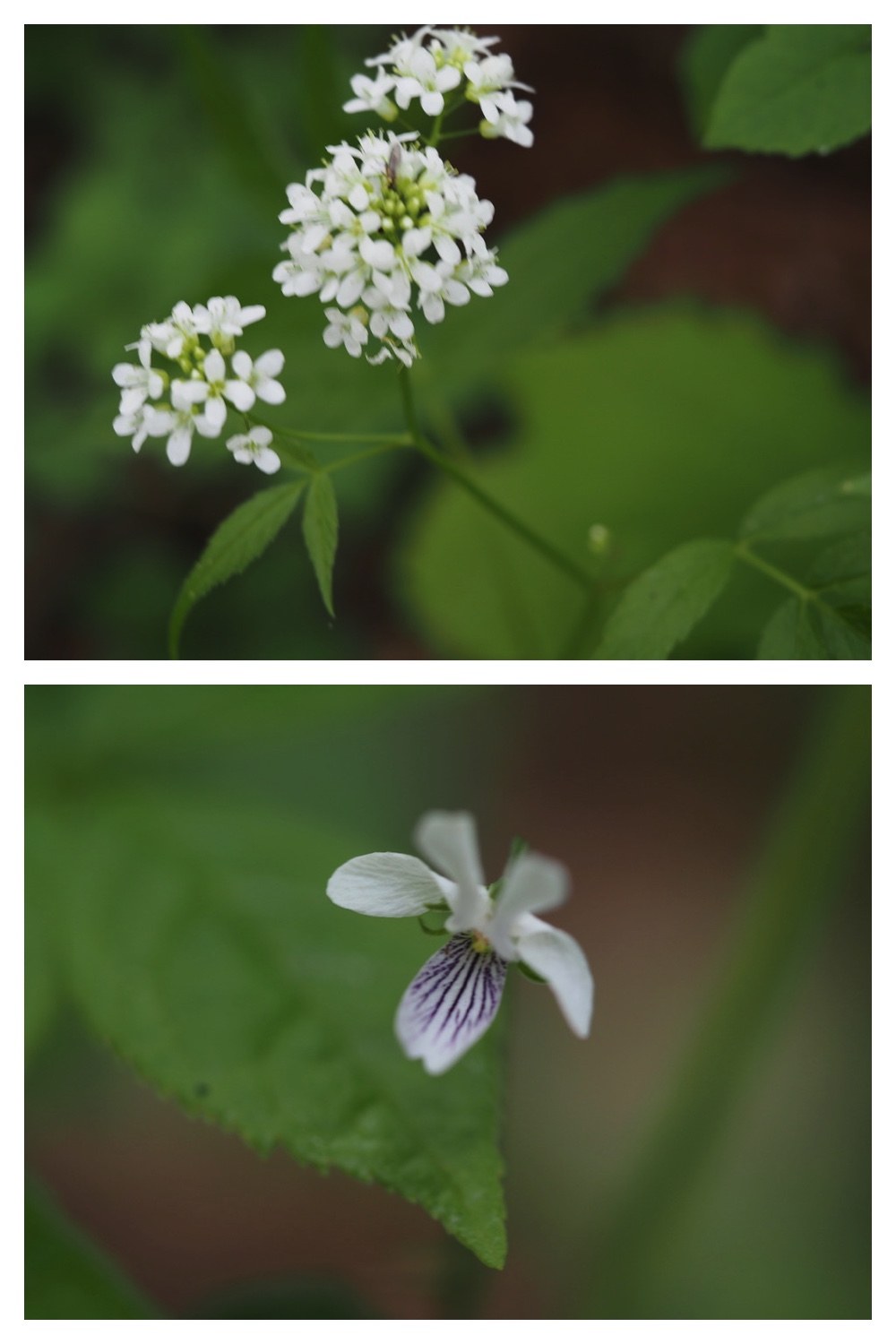 250528_Sasabaaginran_13