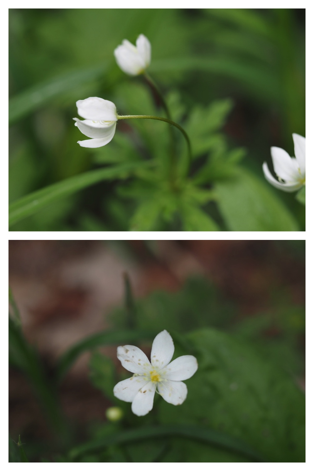 250528_Sasabaaginran_14