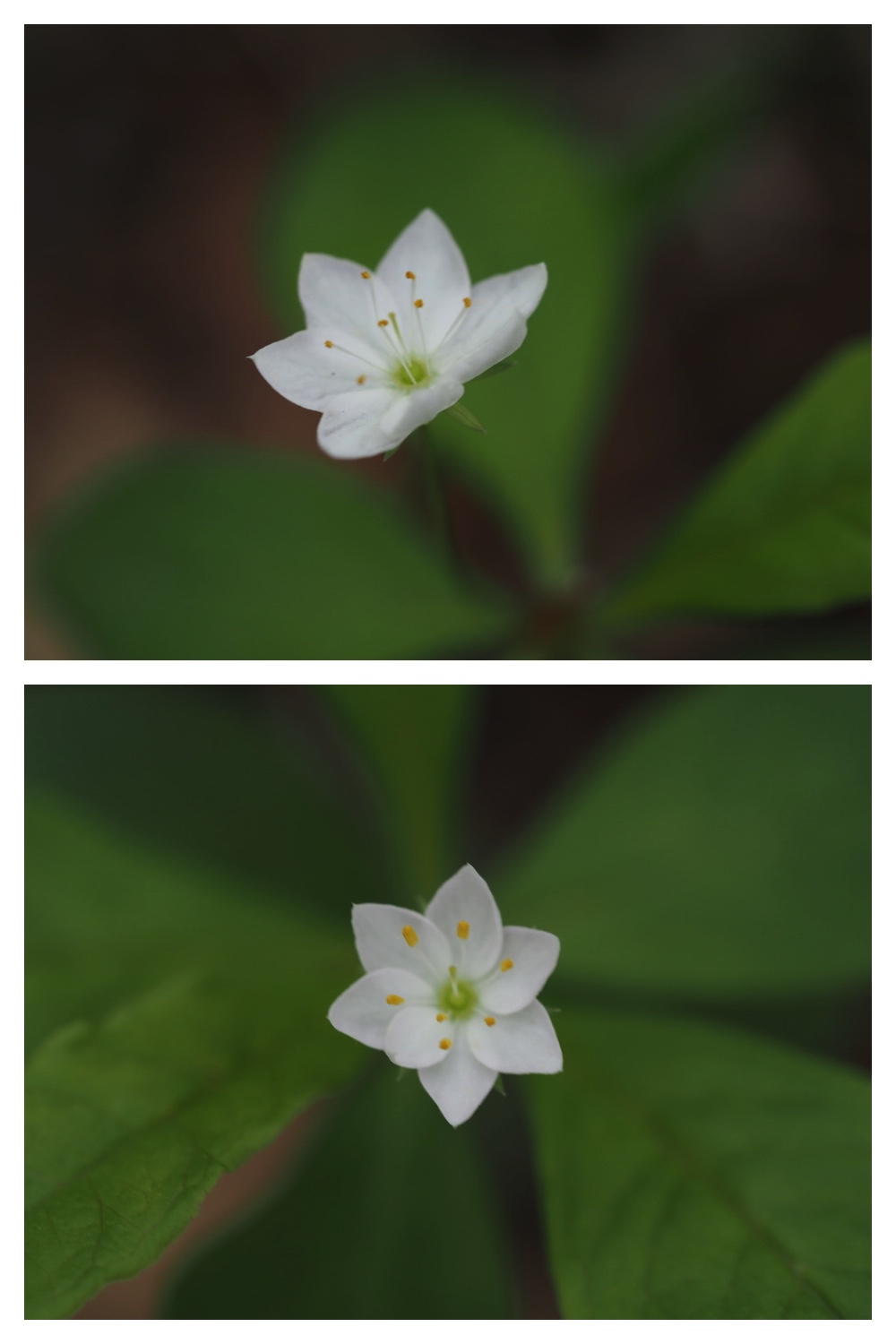 250528_Sasabaaginran_2