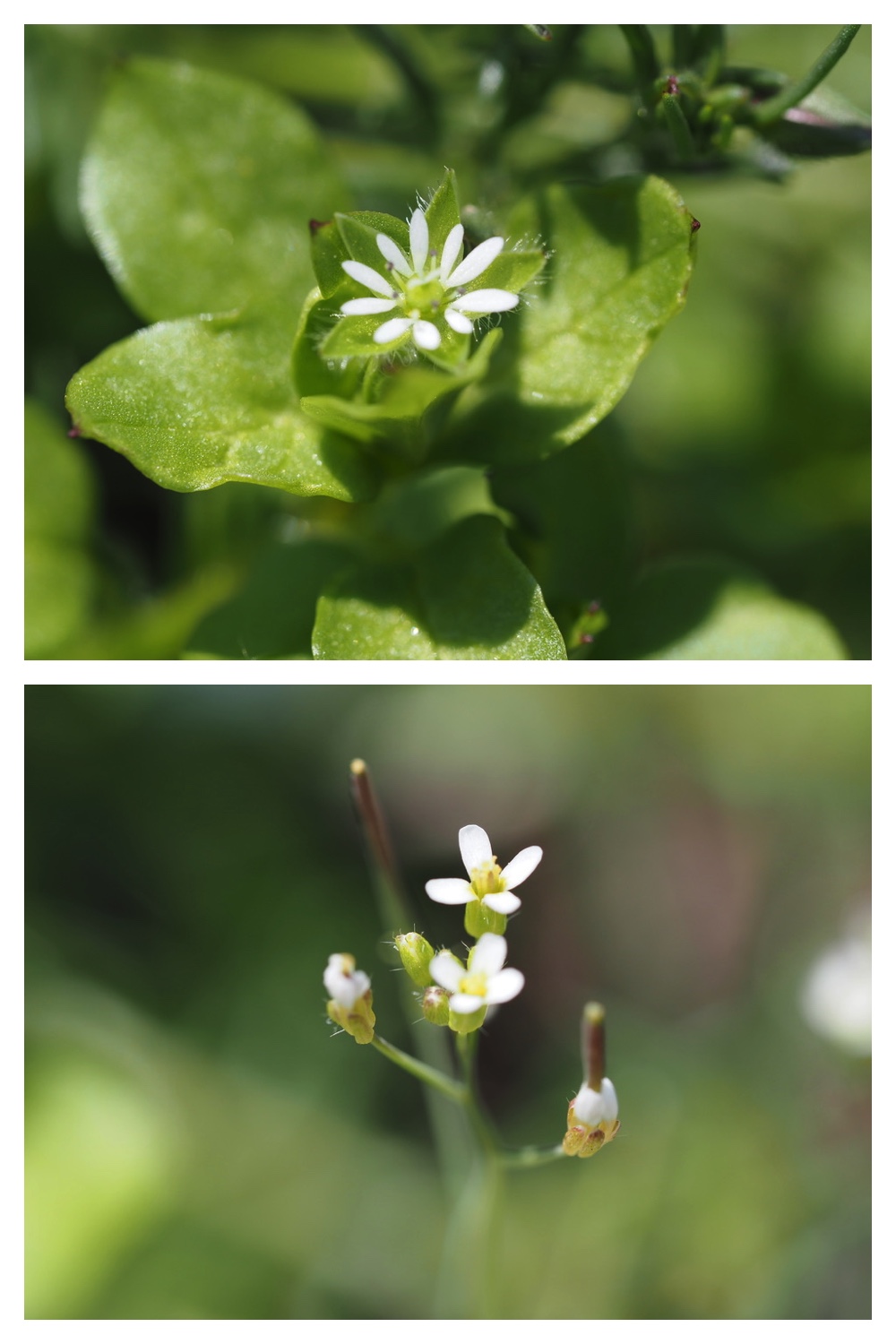 250528_Usubeni_4