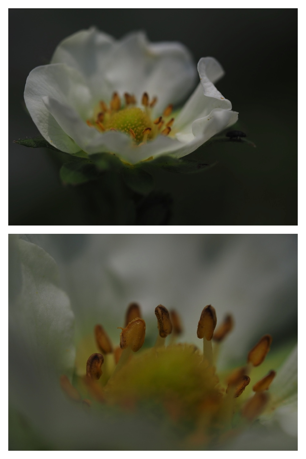 50530_Niwa_2