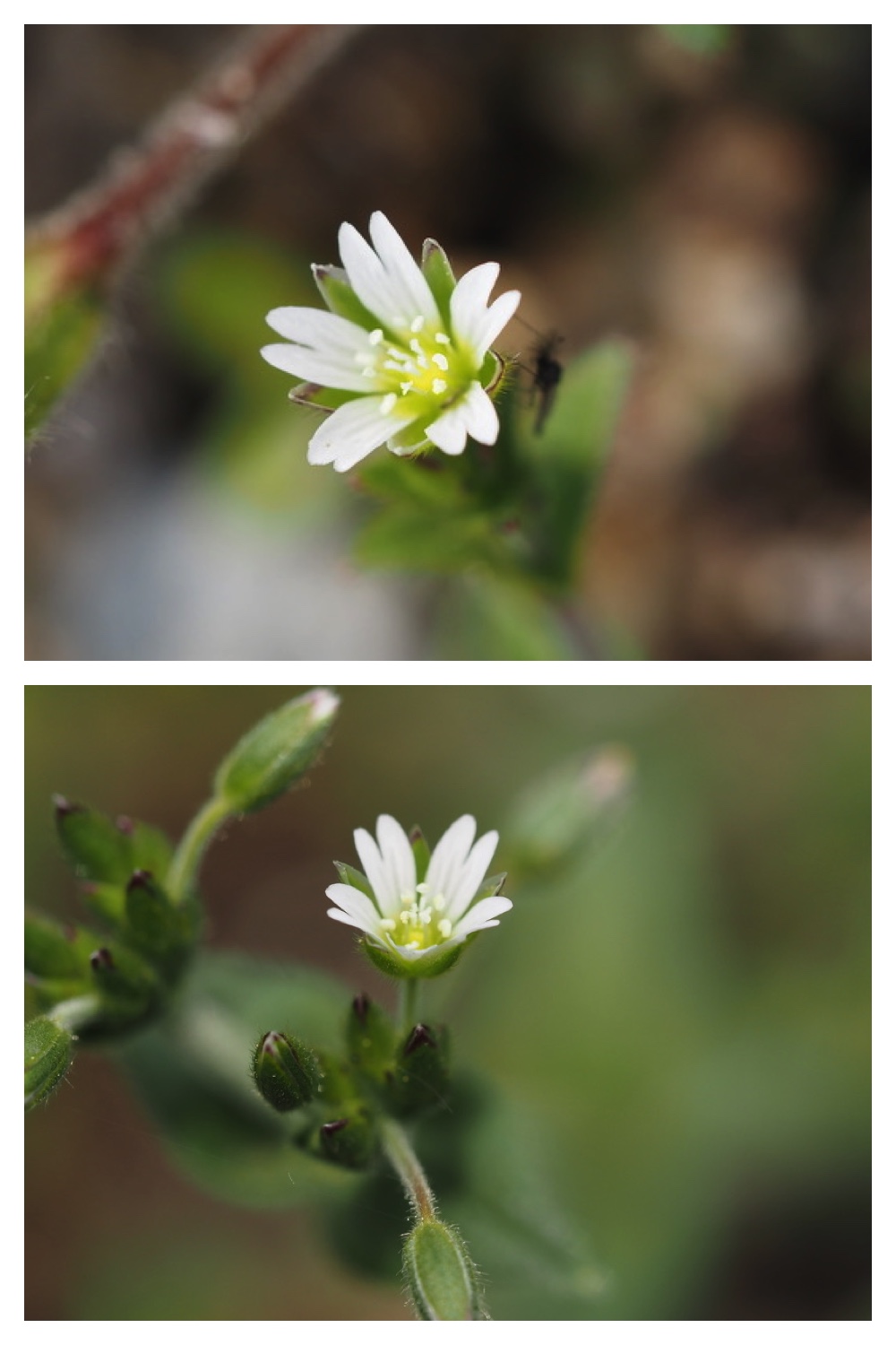 50530_Niwa_4