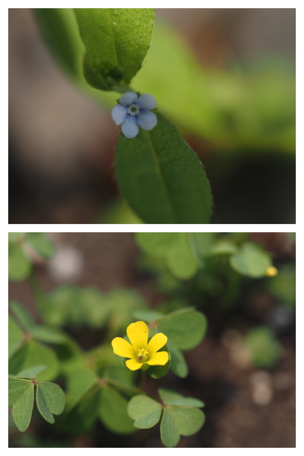 50530_Niwa_5