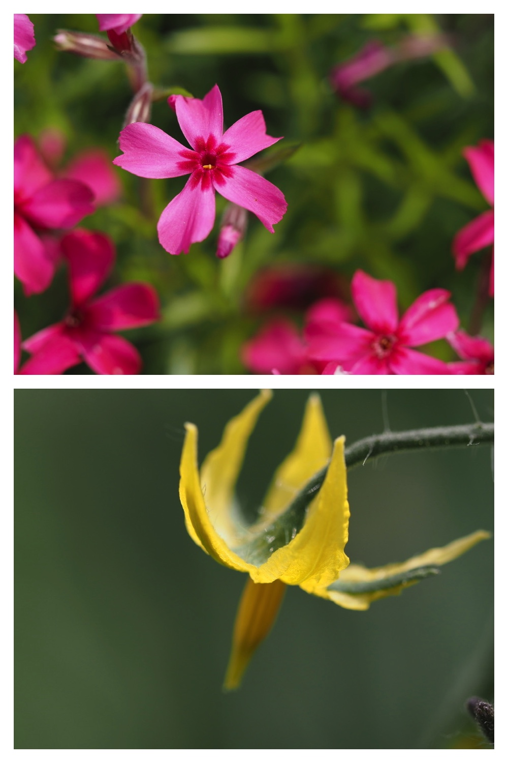 50530_Niwa_6
