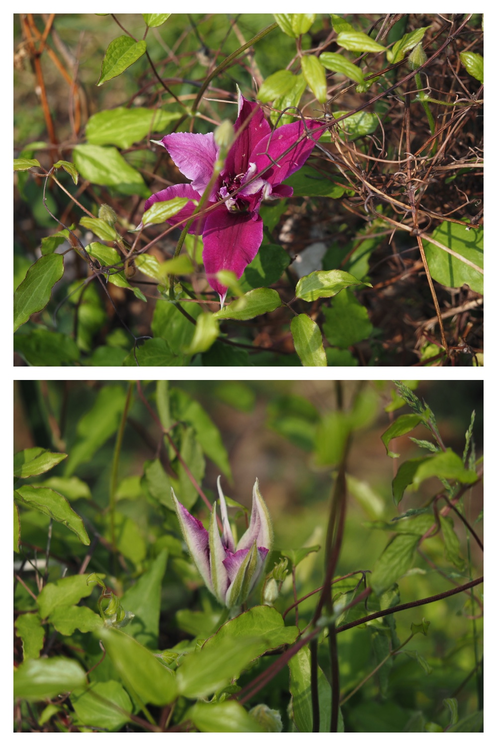 50530_Niwa_7