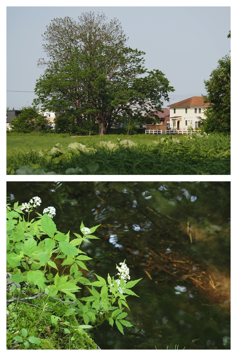 250530_Suzuran_16