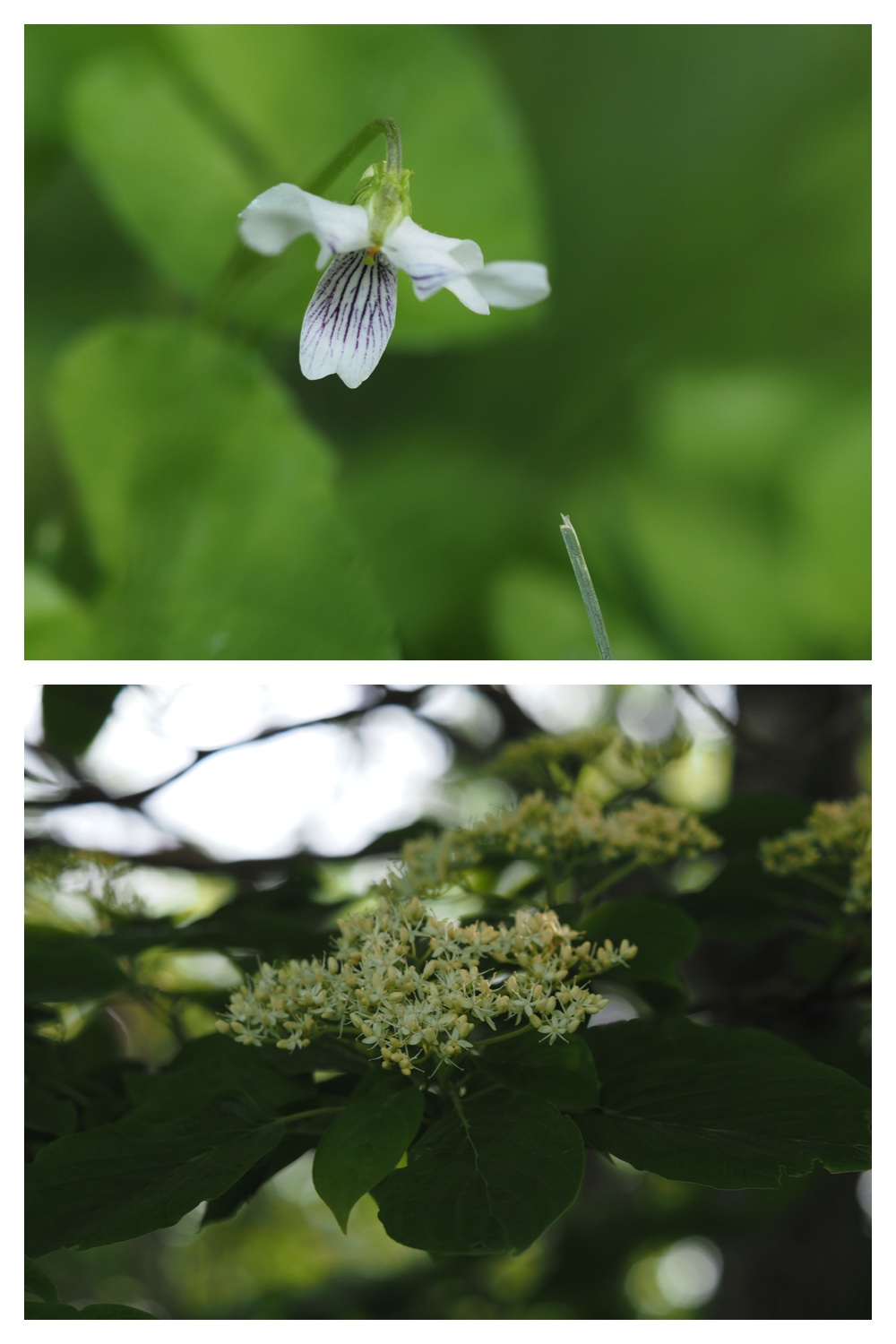 250530_Suzuran_21
