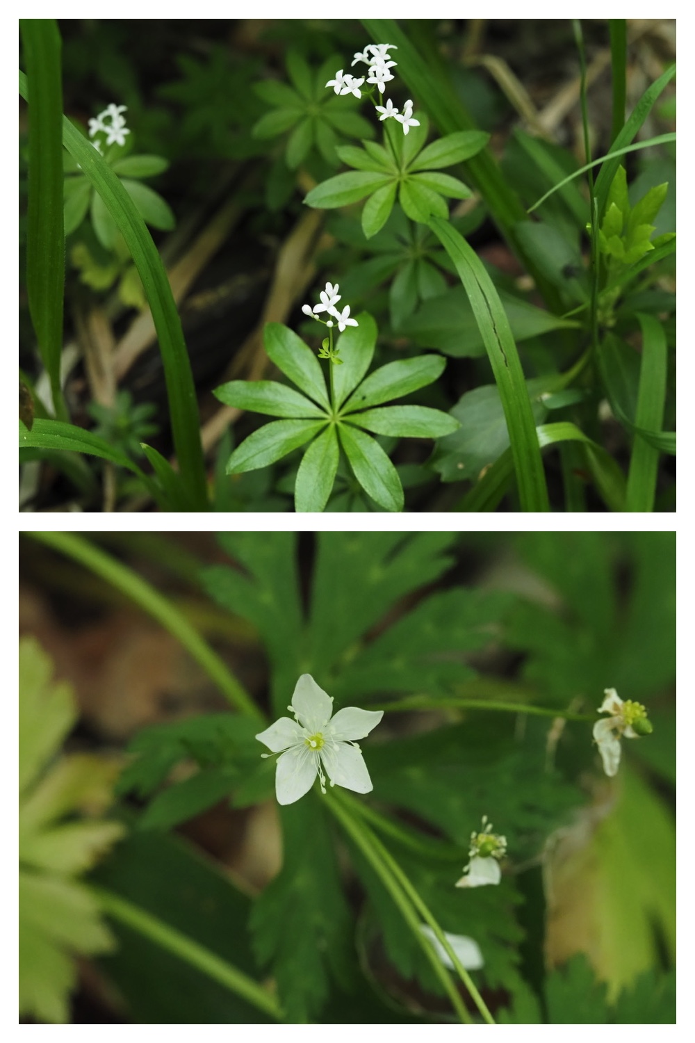 250531_Plant-survey_10