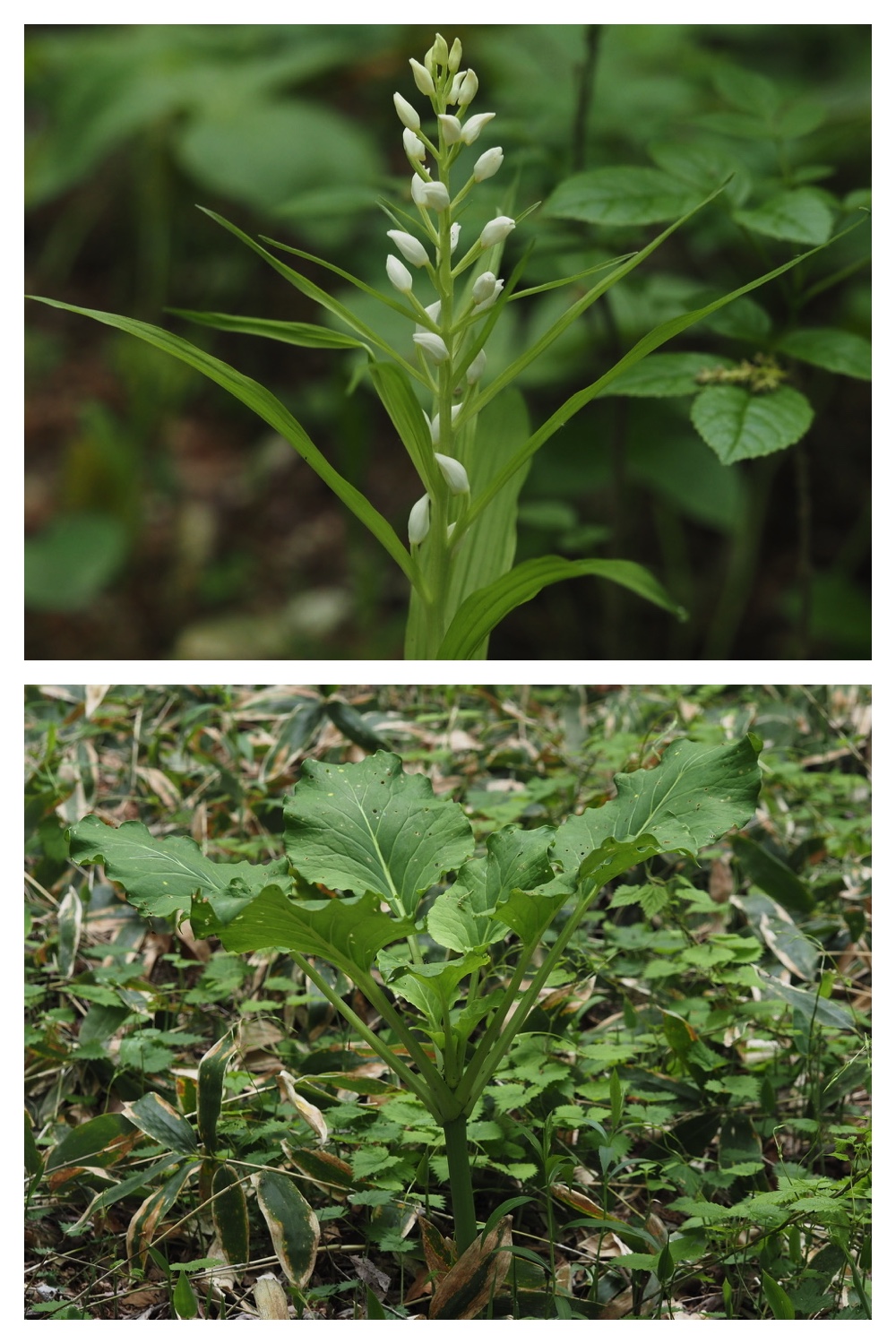 250531_Plant-survey_11