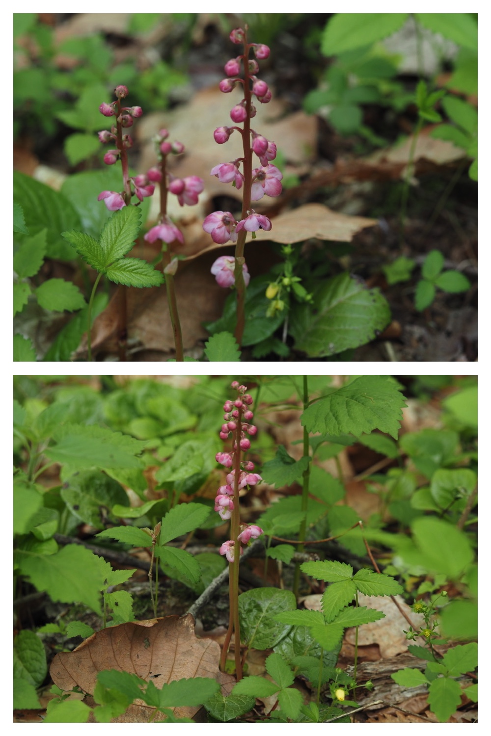 250531_Plant-survey_12