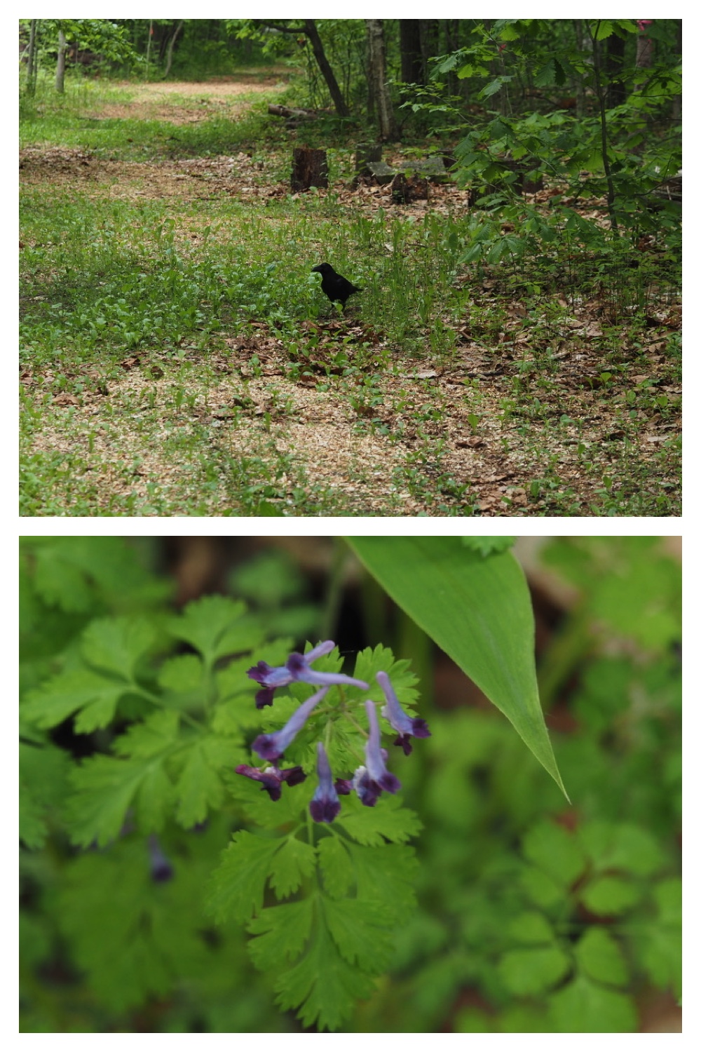 250531_Plant-survey_13