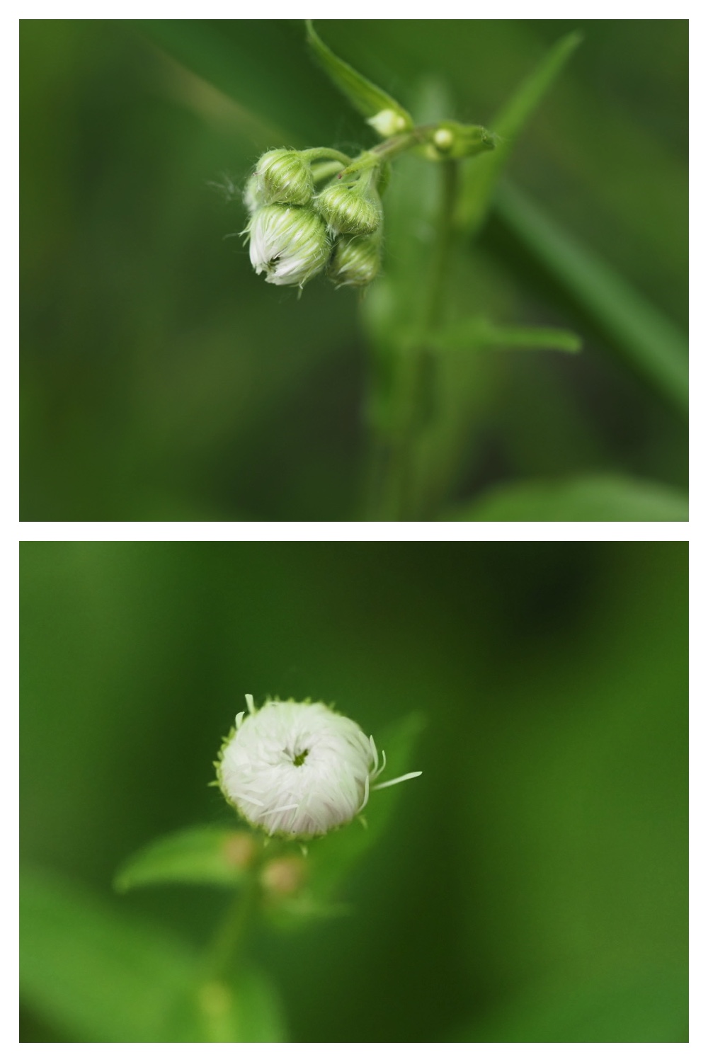 250531_Plant-survey_16
