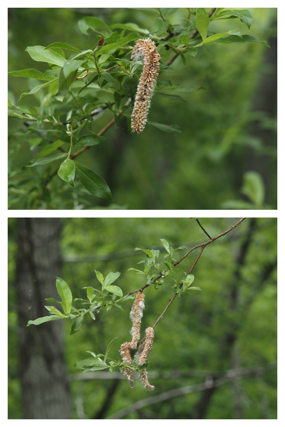 250531_Plant-survey_17