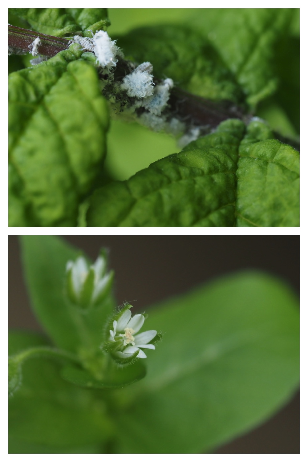 250531_Plant-survey_18